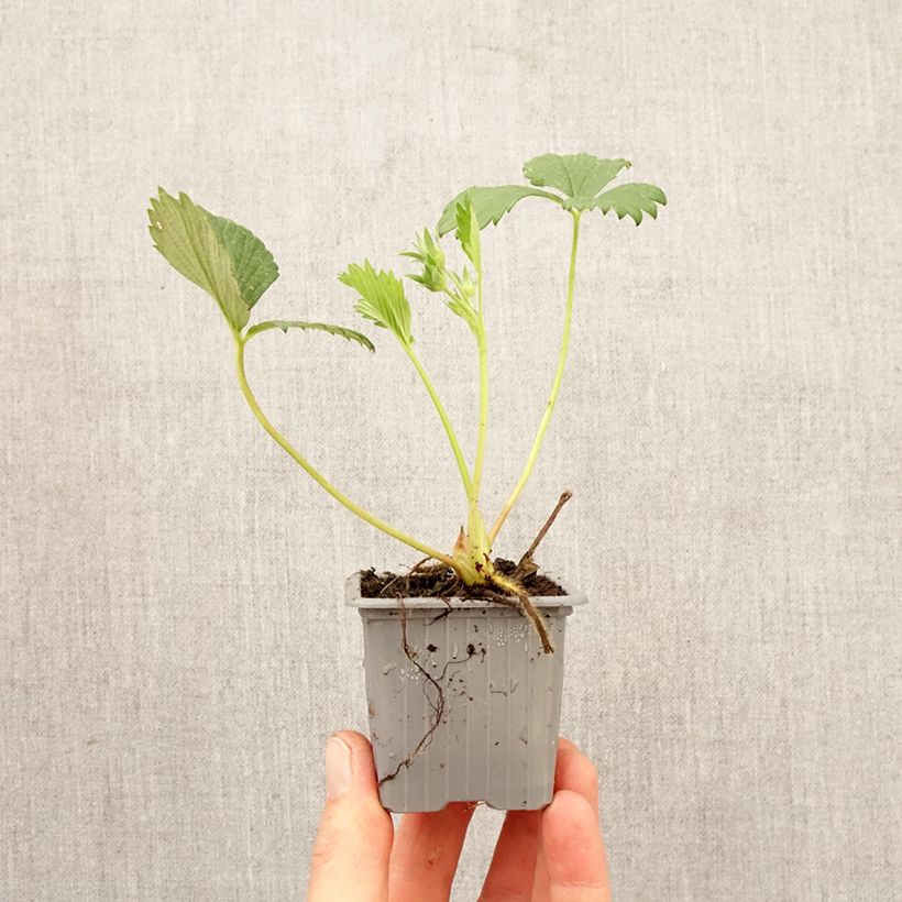 Spécimen de Fraisier Gariguette (non remontant ) Motte 4 cm x 4,5 cm tel que livré au printemps