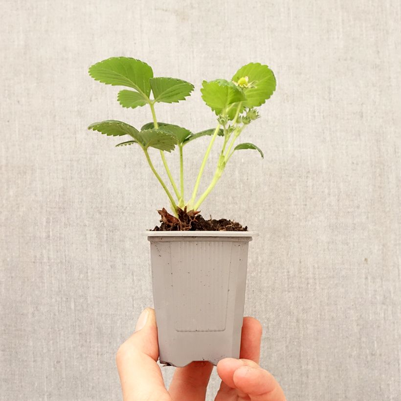 Spécimen de Fraisier Gento (remontant) Motte 4 cm x 4,5 cm tel que livré au printemps