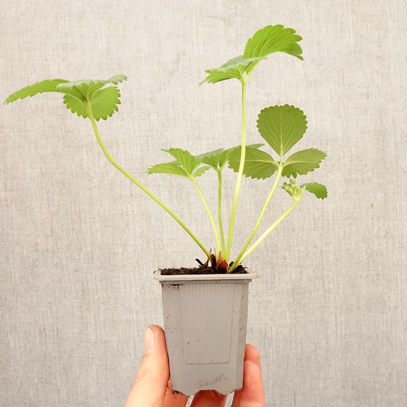 Spécimen de Fraisier Gorella Motte 4 cm x 4,5 cm tel que livré au printemps