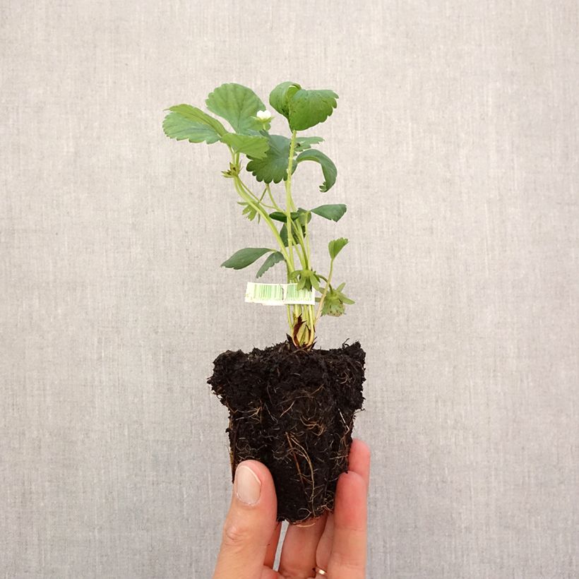 Spécimen de Fraisier Mara des Bois (remontant) Bio Motte 5 cm x 7 cm tel que livré en automne