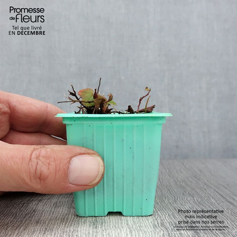 Spécimen de Fraisier Mara des Bois (remontant) Godet de 7/8 cm tel que livré en automne