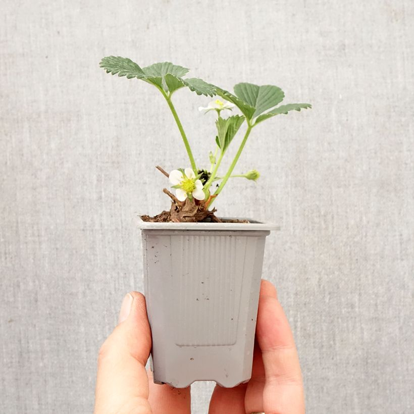 Spécimen de Fraisier Mara des Bois (remontant) Motte 4 cm x 4,5 cm tel que livré au printemps