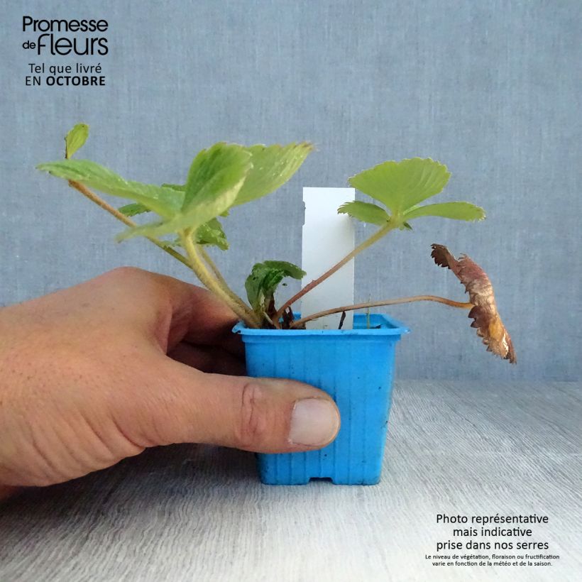 Spécimen de Fraisier Mariguette (remontant) en plants Godet de 7/8 cm tel que livré en automne