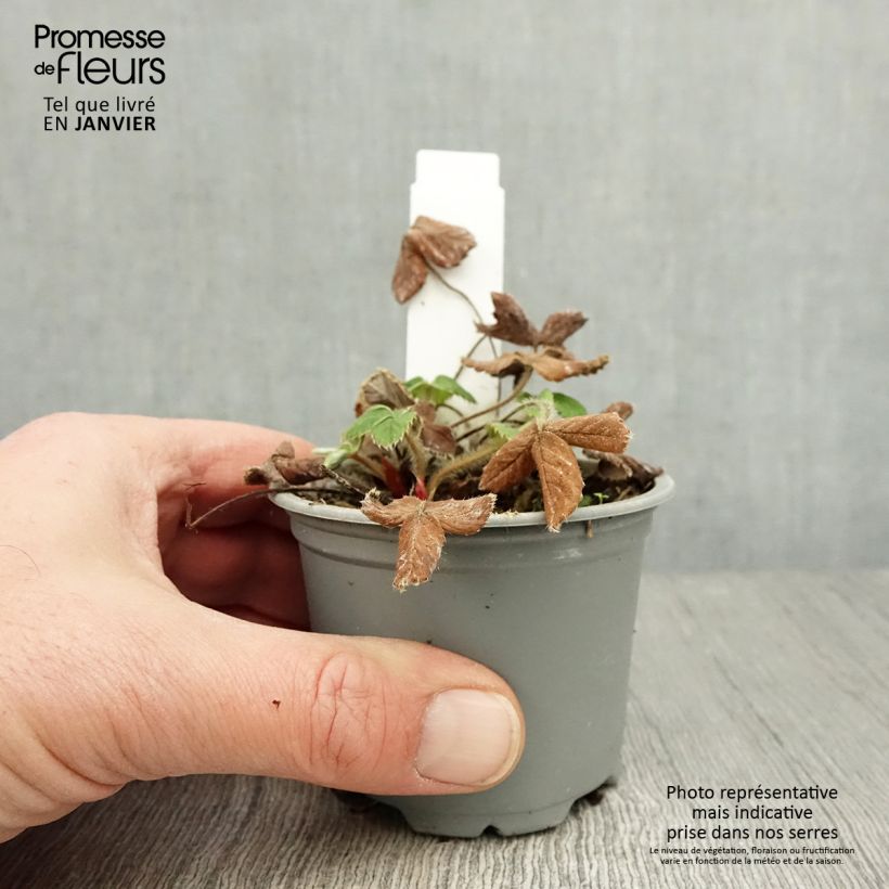 Spécimen de Fraisier Ostara (remontant) Godet de 7/8 cm tel que livré en hiver