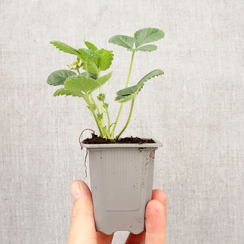 Spécimen de Fraisier Rabunda (remontant) Motte 4 cm x 4,5 cm tel que livré au printemps