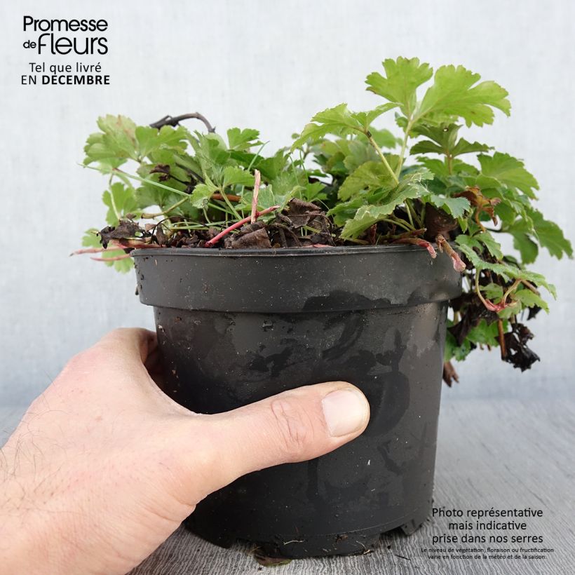 Spécimen de Fraisier stérile - Waldsteinia ternata Pot de 2L/3L tel que livré en automne