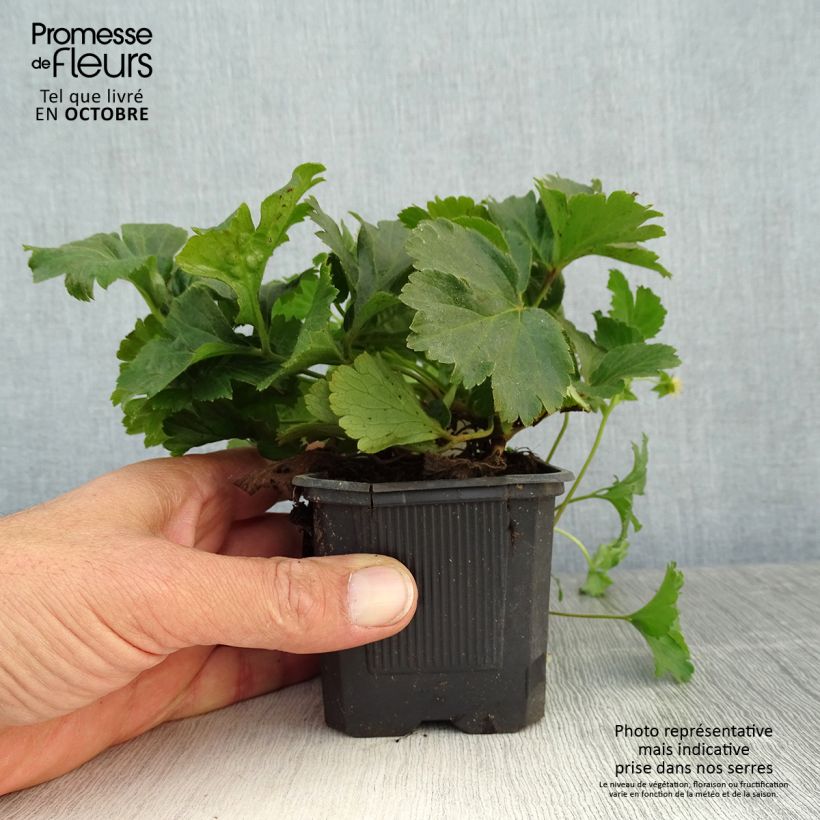 Spécimen de Fraisier stérile - Waldsteinia ternata Godet de 8/9 cm tel que livré en automne