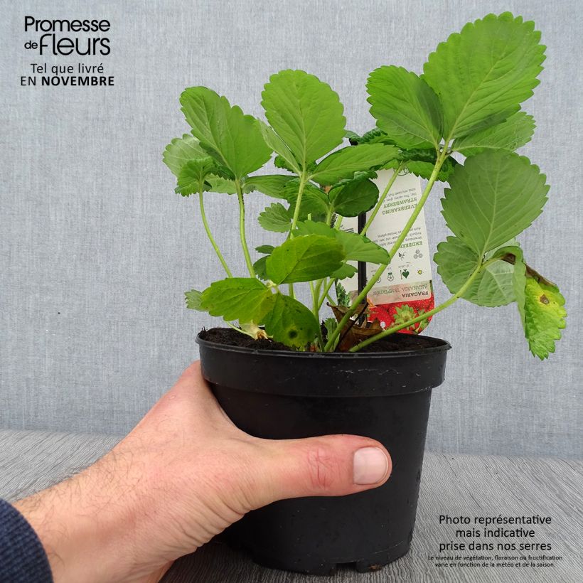 Spécimen de Fraisier Temptation - Fraise des bois à gros fruits Pot de 1,5L/2L tel que livré en automne