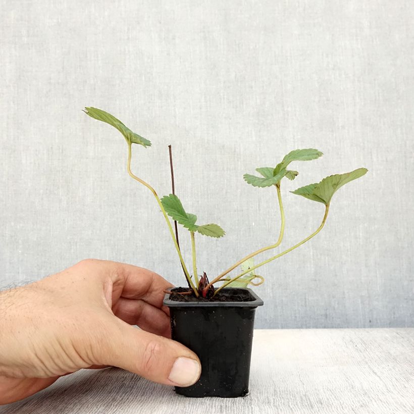 Spécimen de Fraisier White Pineberry Godet de 8/9 cm tel que livré en automne