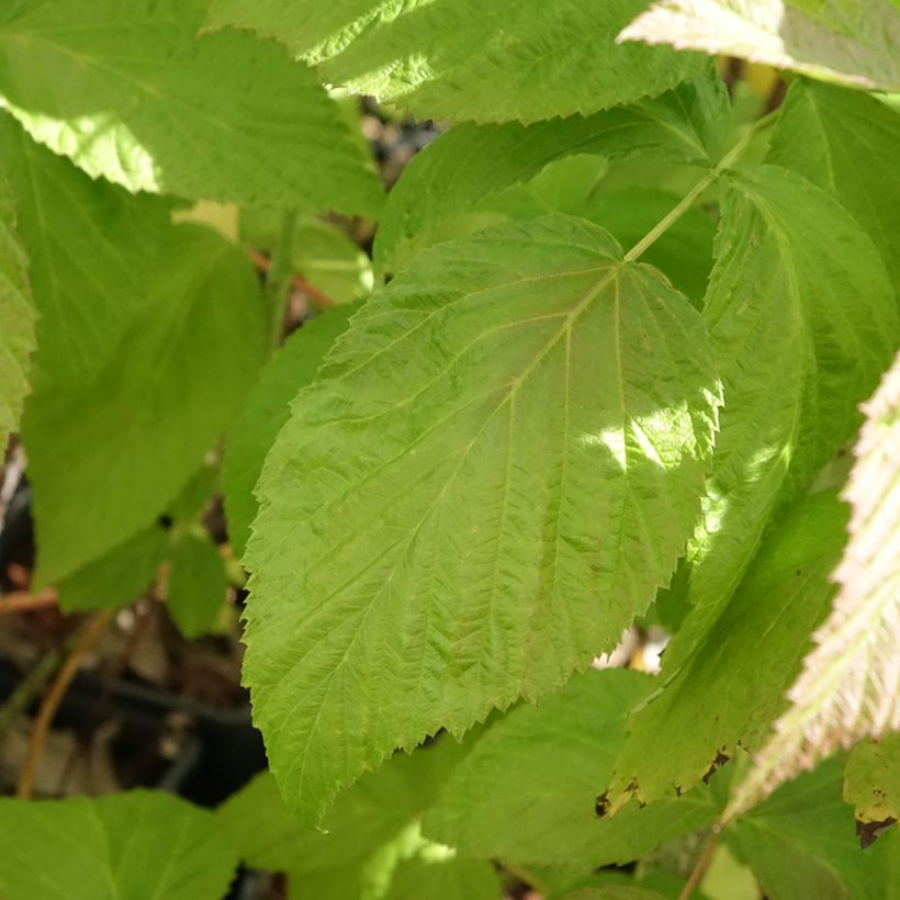 Framboisier Autumn Passion ® (remontant) - Rubus idaeus (Feuillage)