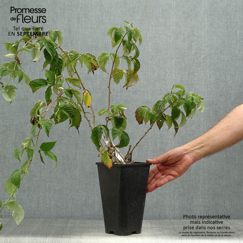 Spécimen de Framboisier Autumn Passion ® (remontant) - Rubus idaeus Pot de 2L/3L, Touffe tel que livré en automne