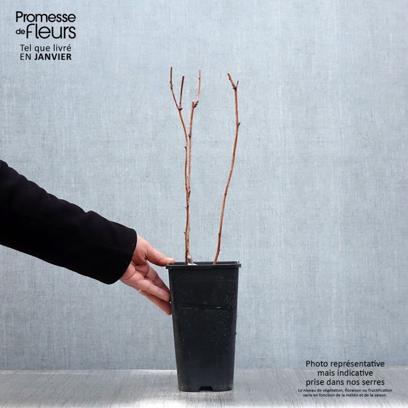 Spécimen de Framboisier Autumn Passion ® (remontant) - Rubus idaeus Pot de 2L/3L, Touffe tel que livré en hiver