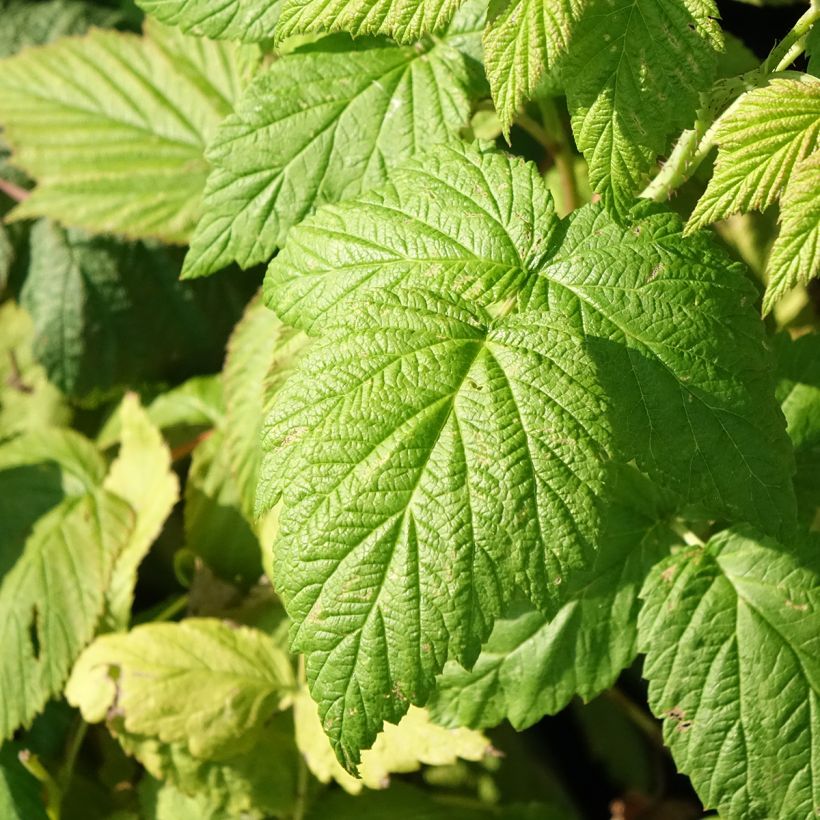 Framboisier Blissy ou Autumn Bliss (remontant) Bio (Feuillage)