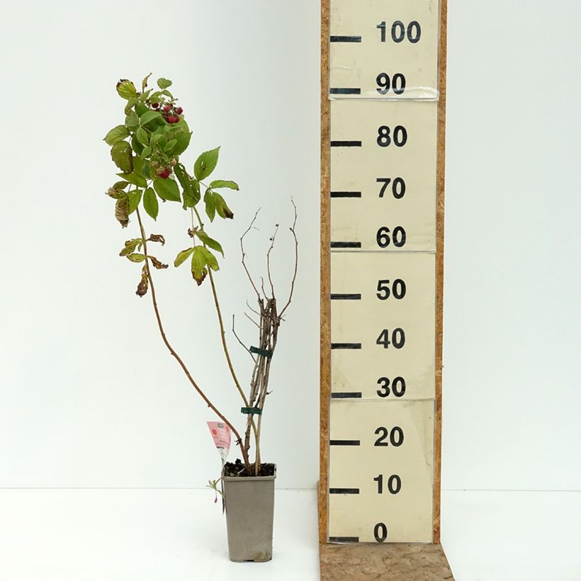 Spécimen de Framboisier Carmen Love (remontant) Pot de 1,5L/2L, Touffe tel que livré en été