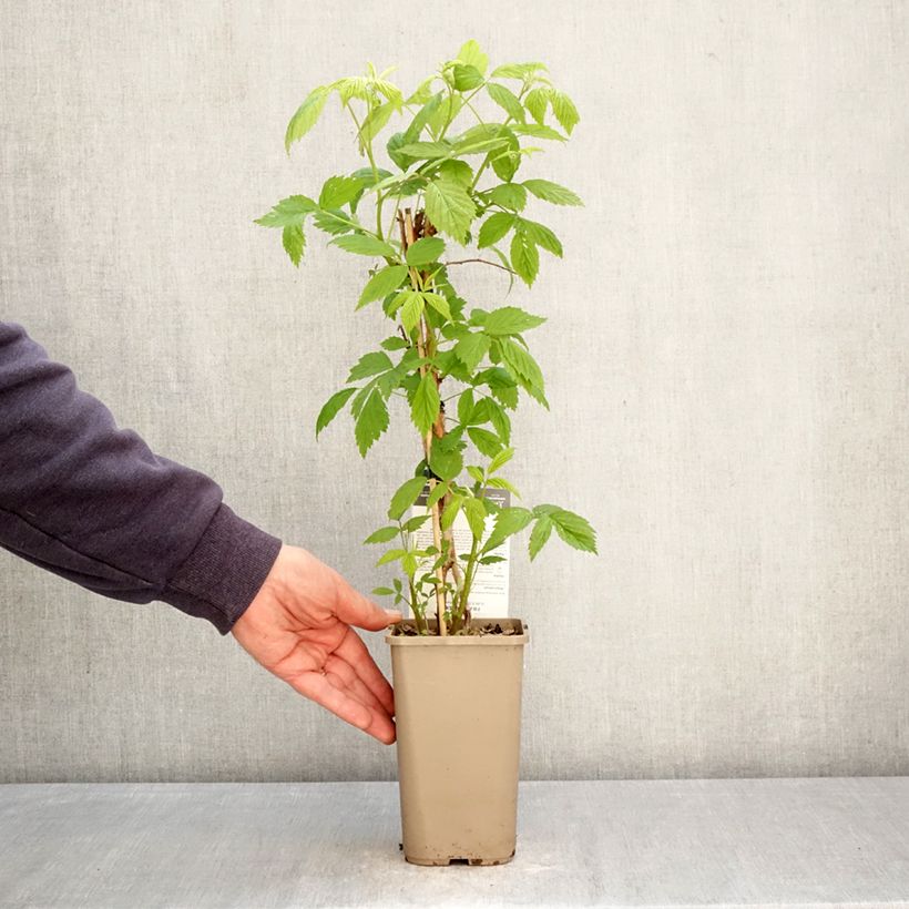 Spécimen de Framboisier Carmen Love (remontant) Pot de 1,5L/2L, Touffe tel que livré au printemps