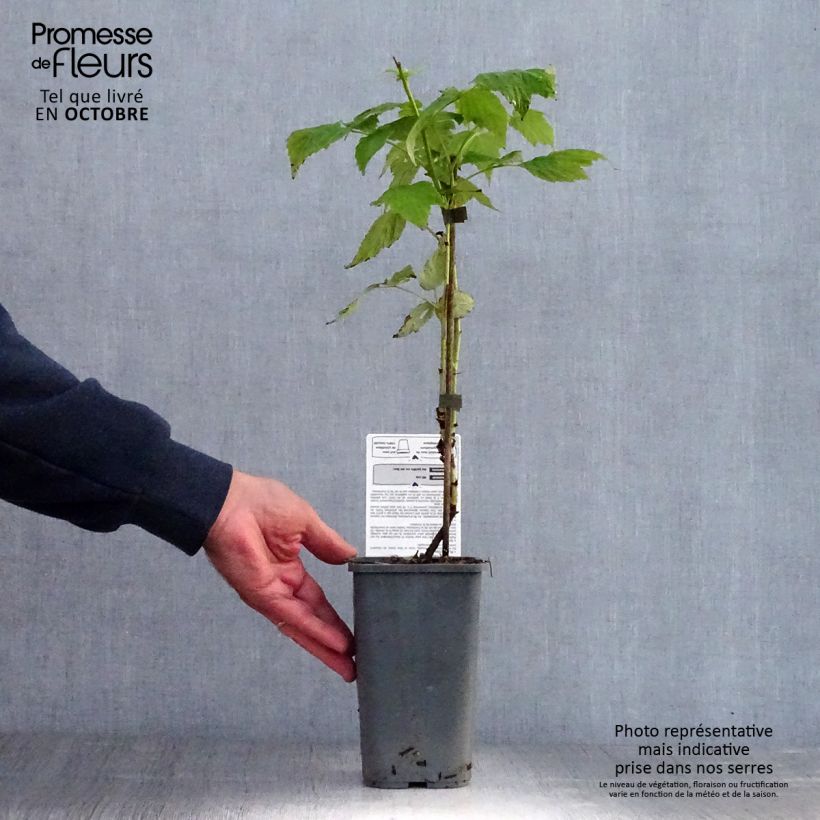 Spécimen de Framboisier Golden Everest (remontant) Bio Pot de 1,5L/2L, Touffe tel que livré en automne