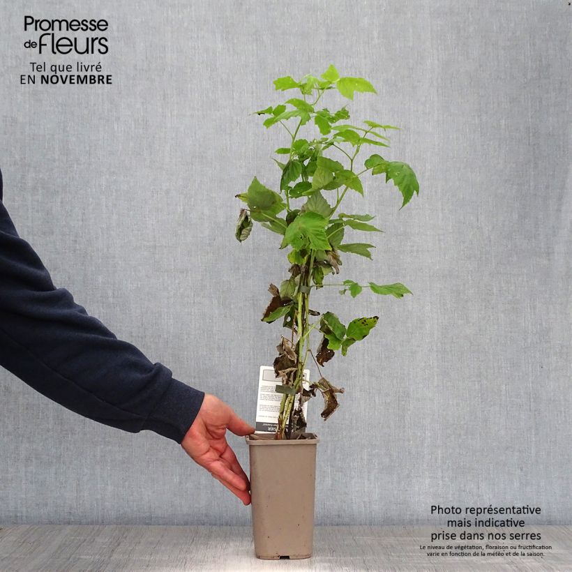 Spécimen de Framboisier Golden Everest (remontant) Pot de 1,5L/2L, Touffe tel que livré en automne