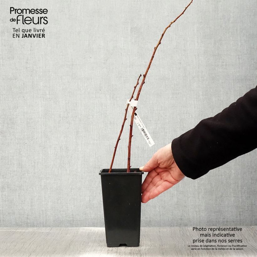 Spécimen de Framboisier nain Lowberry Goodasgold - Rubus idaeus Pot de 1,5L/2L, Touffe tel que livré en hiver