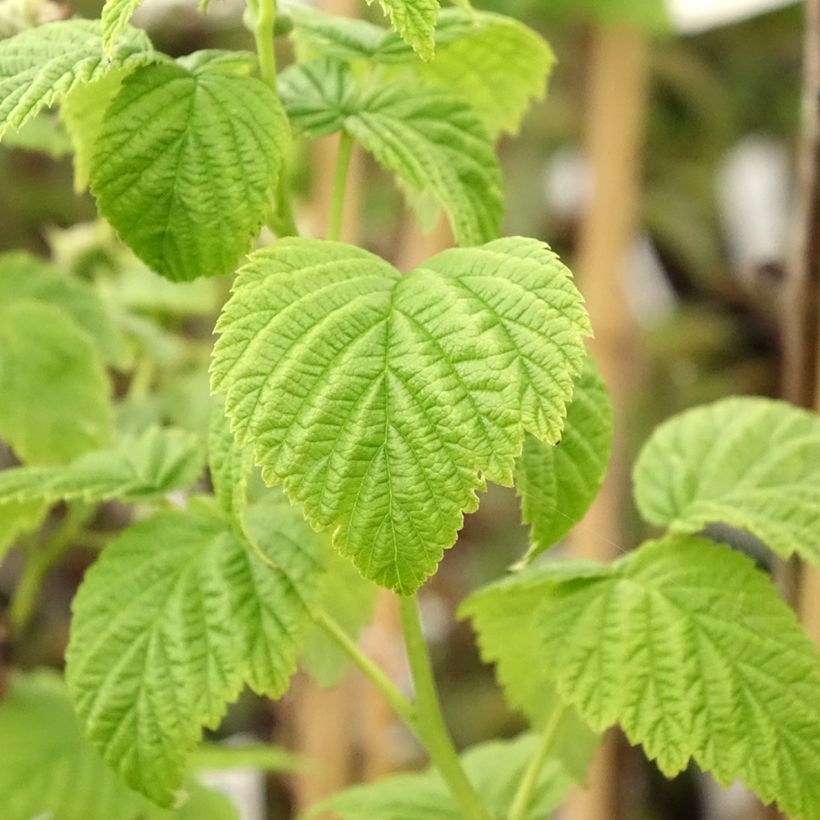 Framboisier nain Lowberry Goodasgold - Rubus idaeus (Feuillage)