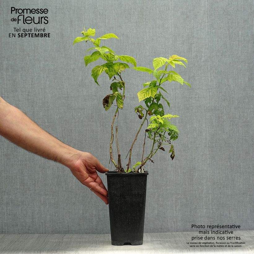 Spécimen de Framboisier Groovy - Rubus idaeus Pot de 2L/3L, Touffe tel que livré en automne