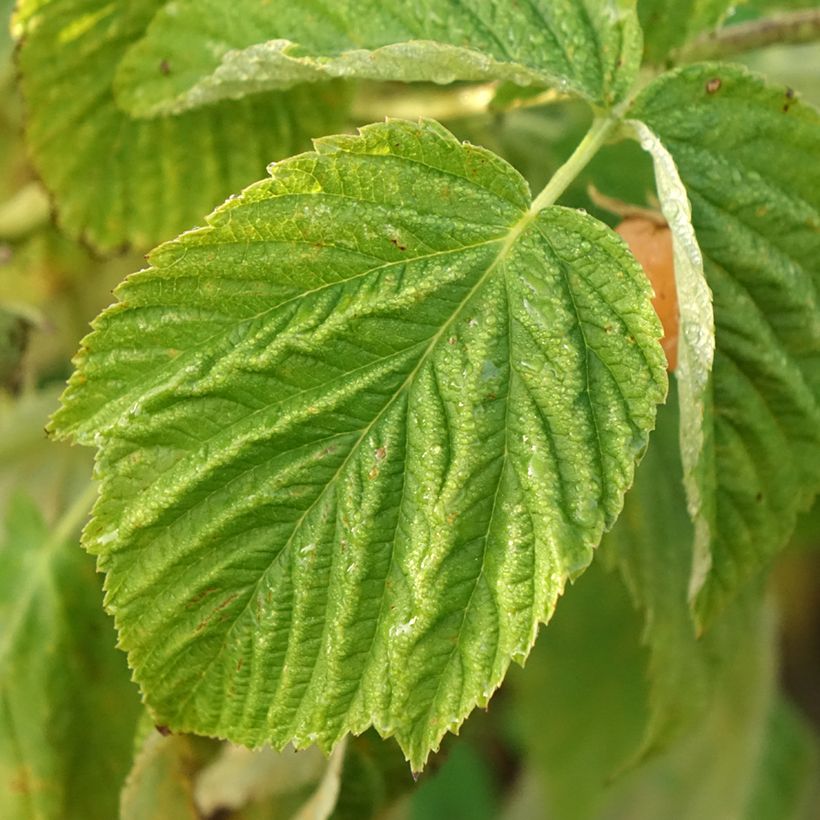 Framboisier nain Lowberry Little Orangelina - Rubus idaeus (Feuillage)
