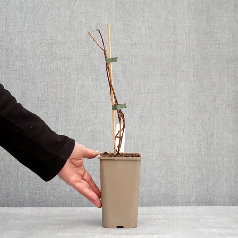 Spécimen de Framboisier nain Lowberry Little Orangelina - Rubus idaeus Pot de 1,5L/2L tel que livré en hiver