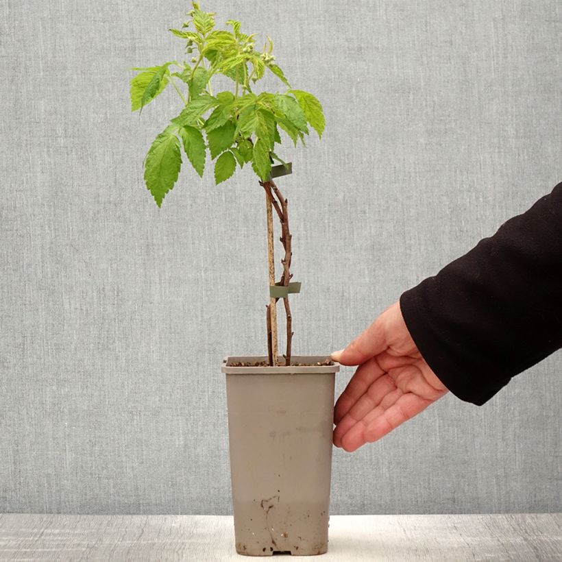 Spécimen de Framboisier nain Lowberry Little Orangelina - Rubus idaeus Pot de 1,5L/2L tel que livré au printemps