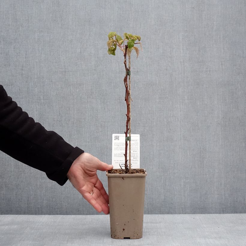 Spécimen de Framboisier Mademoiselle Françoise (remontant) Pot de 1,5L/2L, Touffe tel que livré en hiver