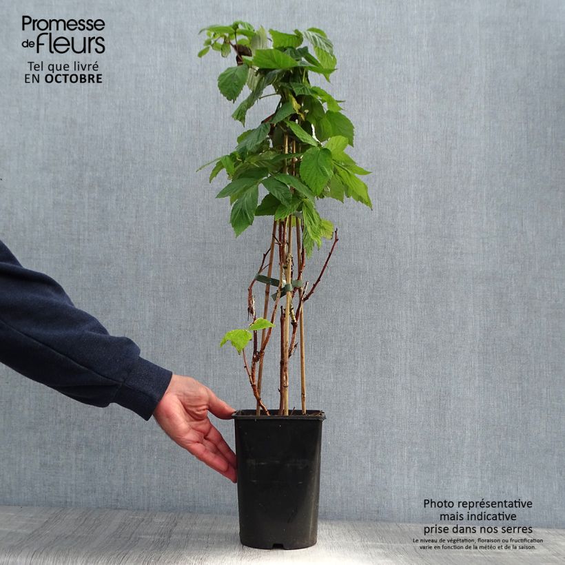 Spécimen de Framboisier Malling Promise (non remontant) Pot de 1,5L/2L tel que livré en automne