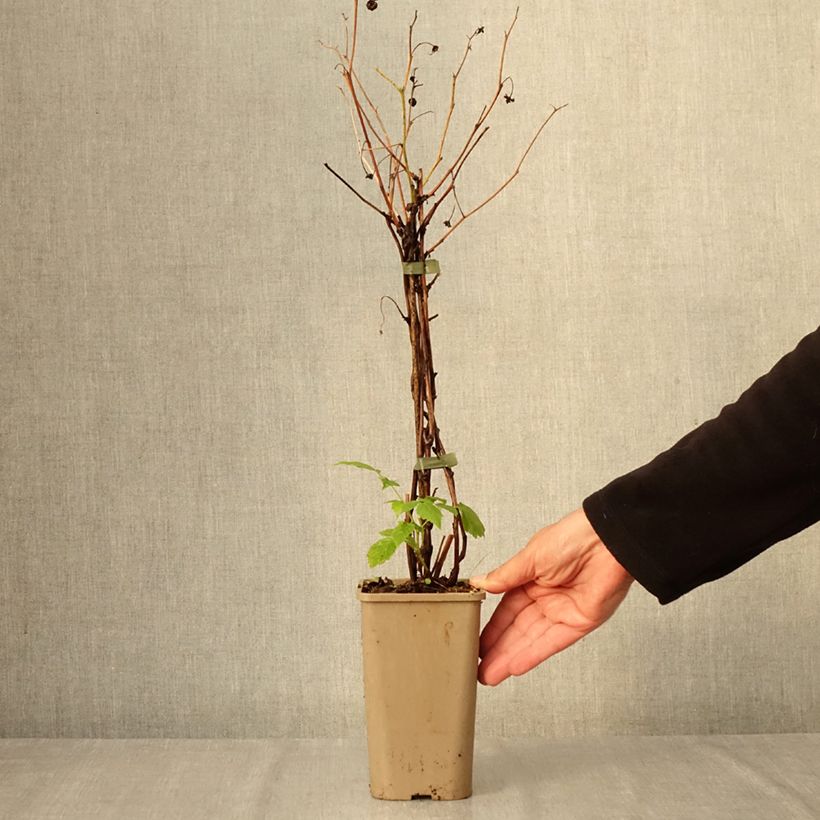 Spécimen de Framboisier nain Lowberry Little Orangelina - Rubus idaeus Pot de 1,5L/2L tel que livré en automne