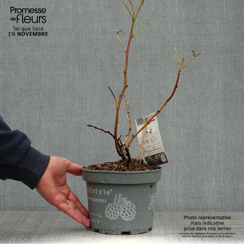 Spécimen de Framboisier nain Ruby Beauty Pot de 1,5L/2L, Touffe tel que livré en automne