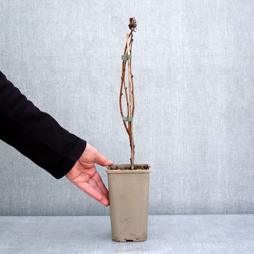 Spécimen de Framboisier Primeberry Autumn Fleshy - Rubus idaeus Pot de 1,5L/2L, Touffe tel que livré en hiver