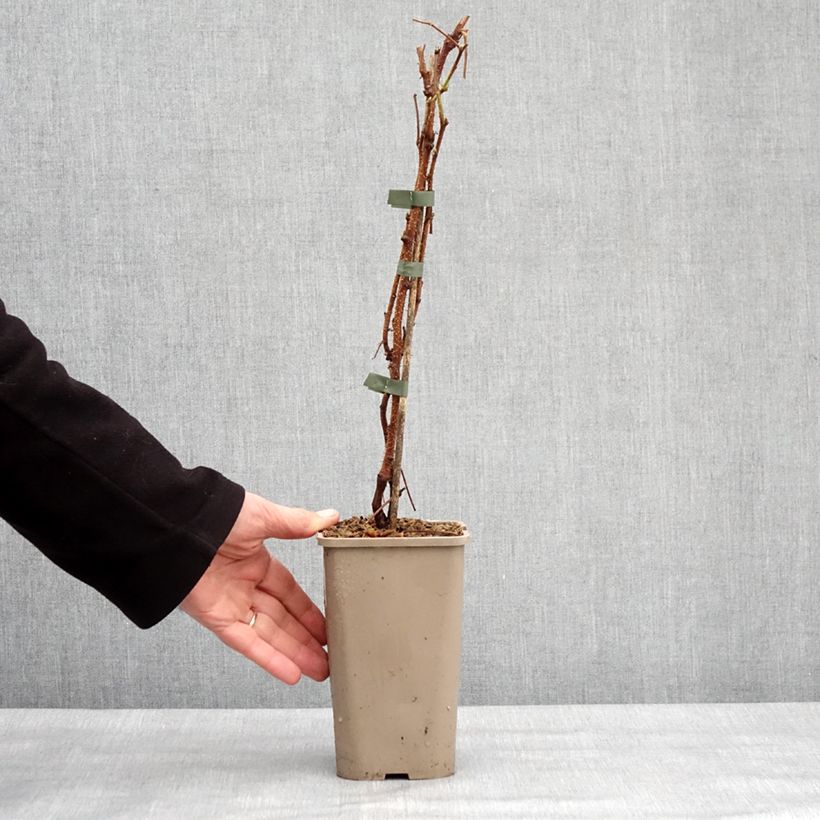 Spécimen de Framboisier Primeberry Autumn Sun - Rubus idaeus Pot de 1,5L/2L, Touffe tel que livré en hiver