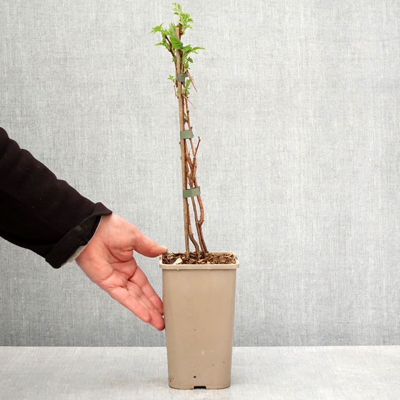 Lampone Primeberry Autumn Sun Vaso da 1,5L/2L, Multifusto esemplare consegnato in primavera