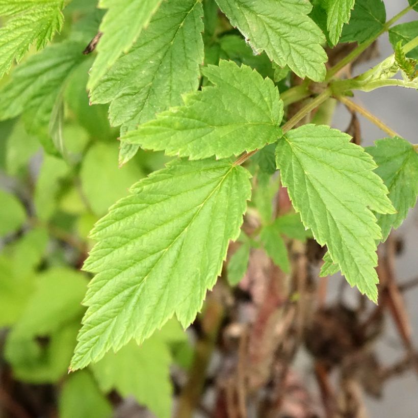 Framboisier Primeberry Autumn Wildy - Rubus idaeus (Feuillage)