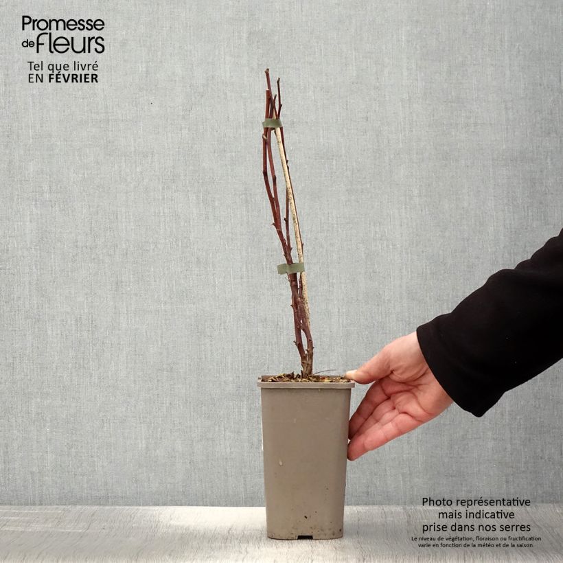 Spécimen de Framboisier Primeberry Autumn Wildy - Rubus idaeus  Pot de 1,5L/2L tel que livré en hiver