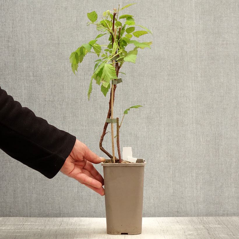 Spécimen de Framboisier Primeberry Autumn Wildy - Rubus idaeus  Pot de 1,5L/2L tel que livré au printemps