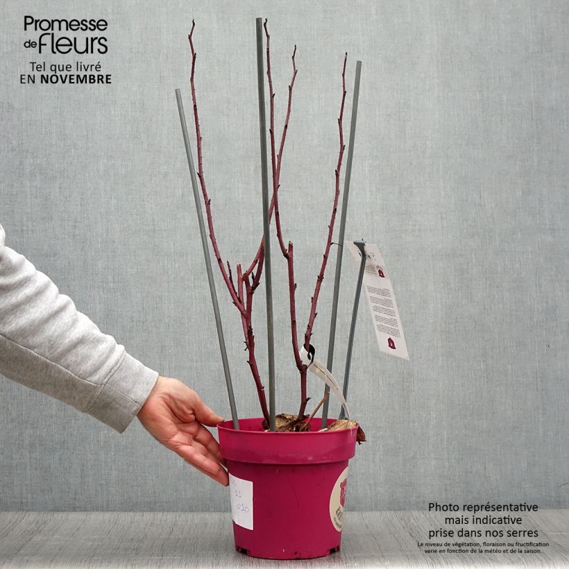 Spécimen de Framboisier Raspbeary (remontant) - Rubus idaeus Pot de 4L/5L, Touffe tel que livré en automne