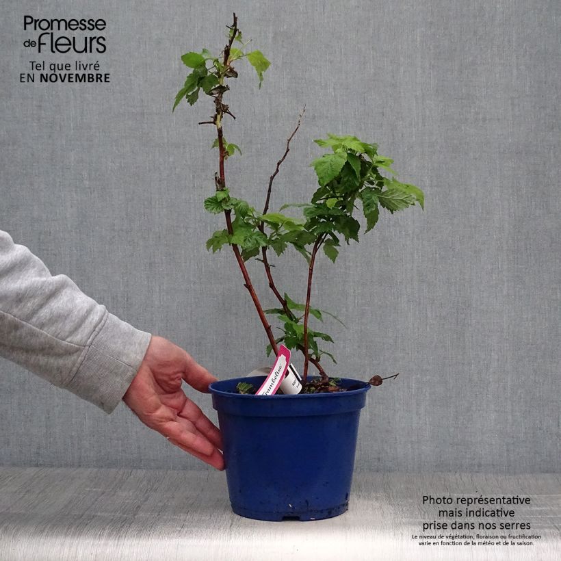 Spécimen de Framboisier remontant Frambélise - Rubus idaeus Pot de 2L/3L, Touffe tel que livré en automne