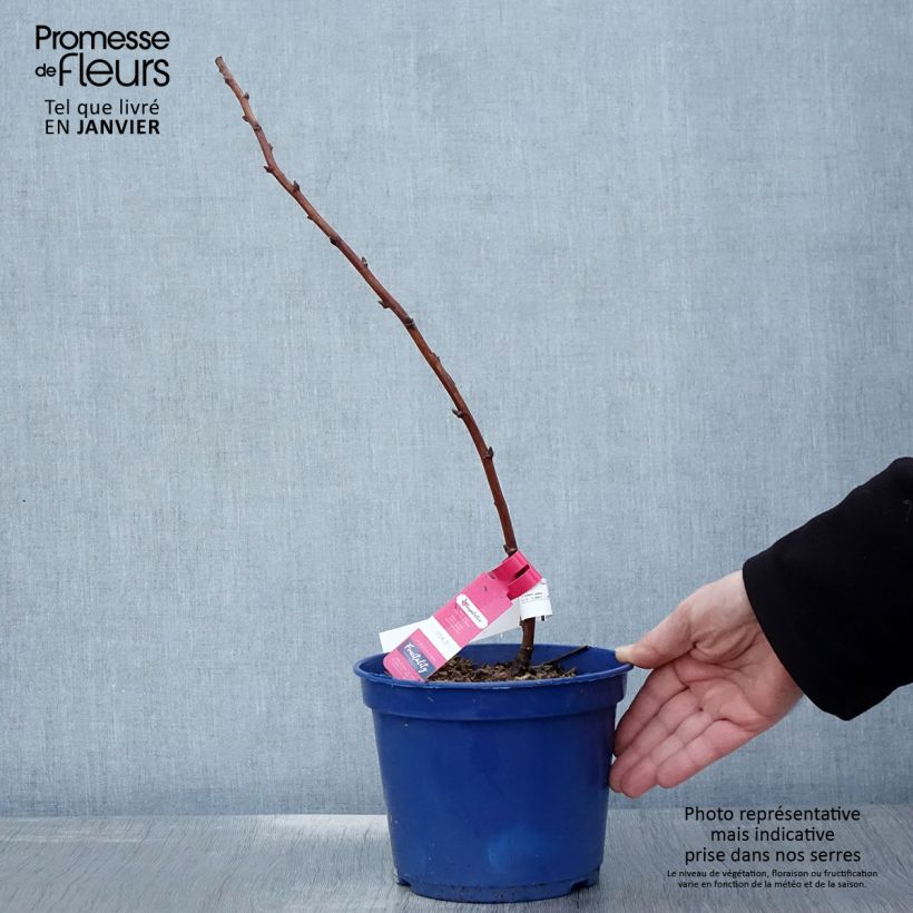 Spécimen de Framboisier remontant Frambélise - Rubus idaeus Pot de 2L/3L, Touffe tel que livré en hiver