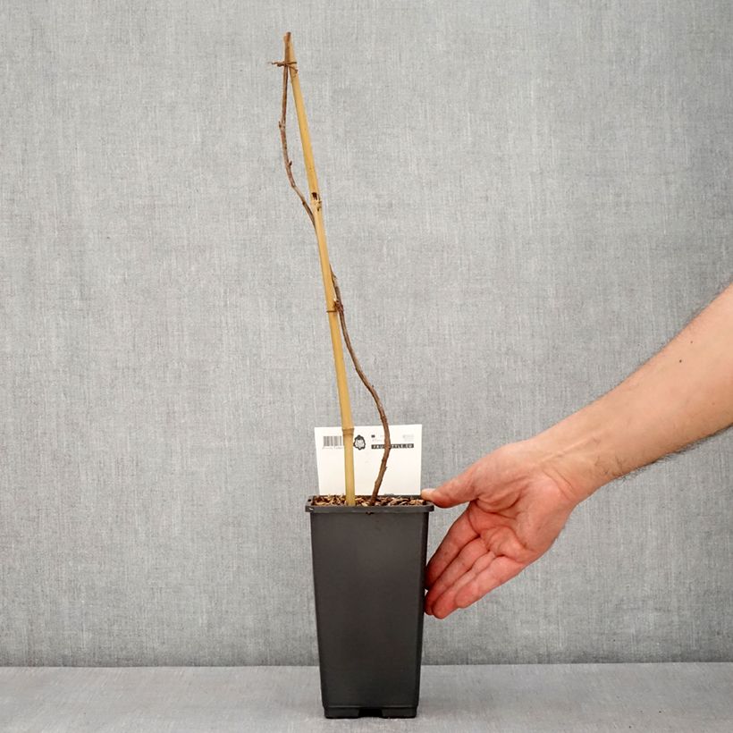 Spécimen de Framboisier remontant Malling Passion - Rubus idaeus (remontant) Pot de 2L/3L tel que livré au printemps