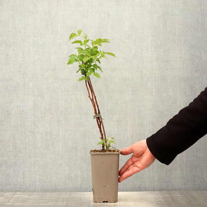 Spécimen de Framboisier Primeberry Autumn Chef - Rubus idaeus  Pot de 1,5L/2L, Touffe tel que livré au printemps