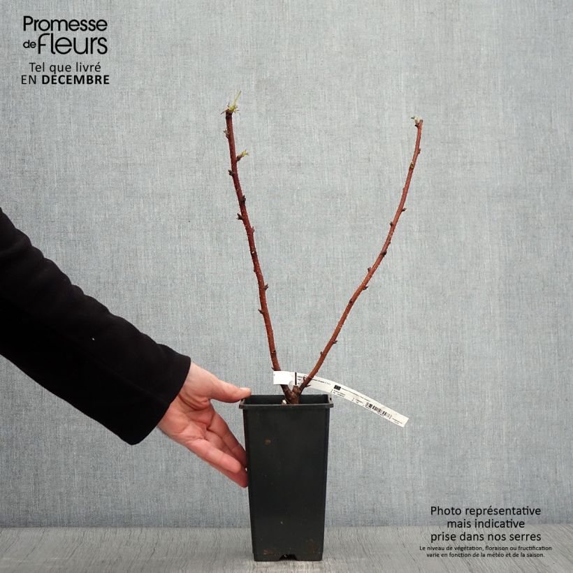Spécimen de Framboisier remontant Scepter - Rubus idaeus Pot de 1L/1,5L tel que livré en automne