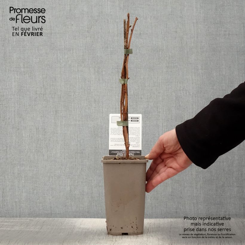 Spécimen de Framboisier Schlaraffia Plentiful (remontant) Pot de 1,5L/2L, Touffe tel que livré en hiver