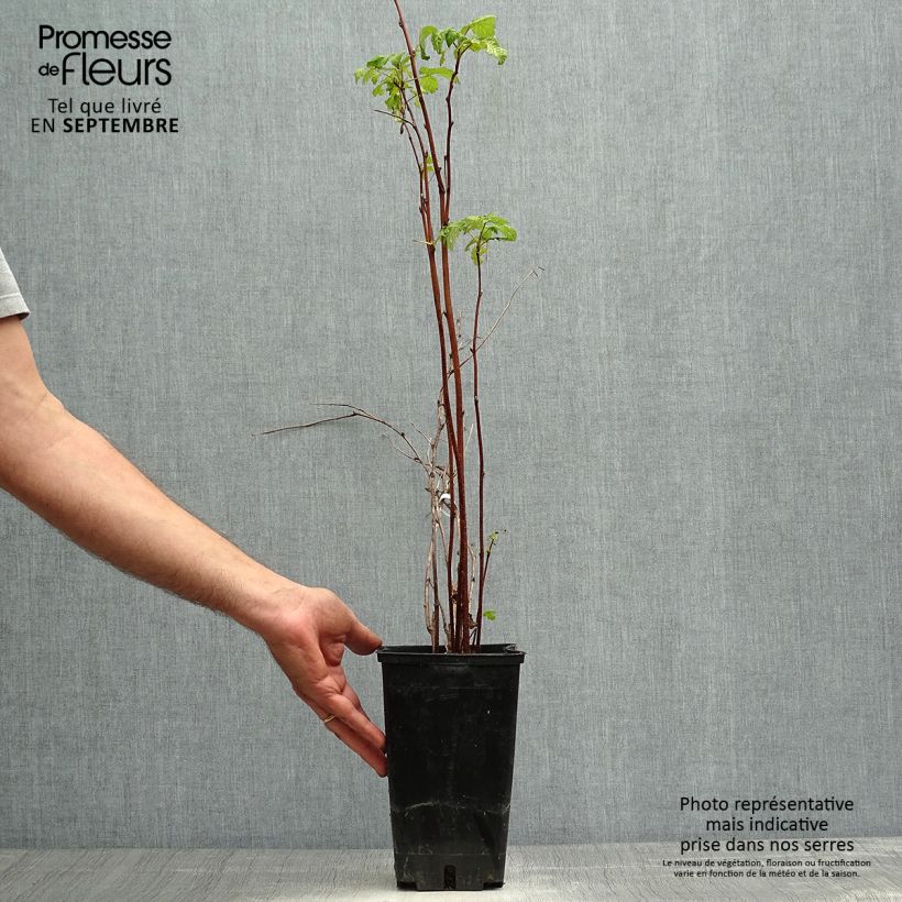 Spécimen de Framboisier remontant September - Rubus idaeus  Pot de 2L/3L, Touffe tel que livré en automne
