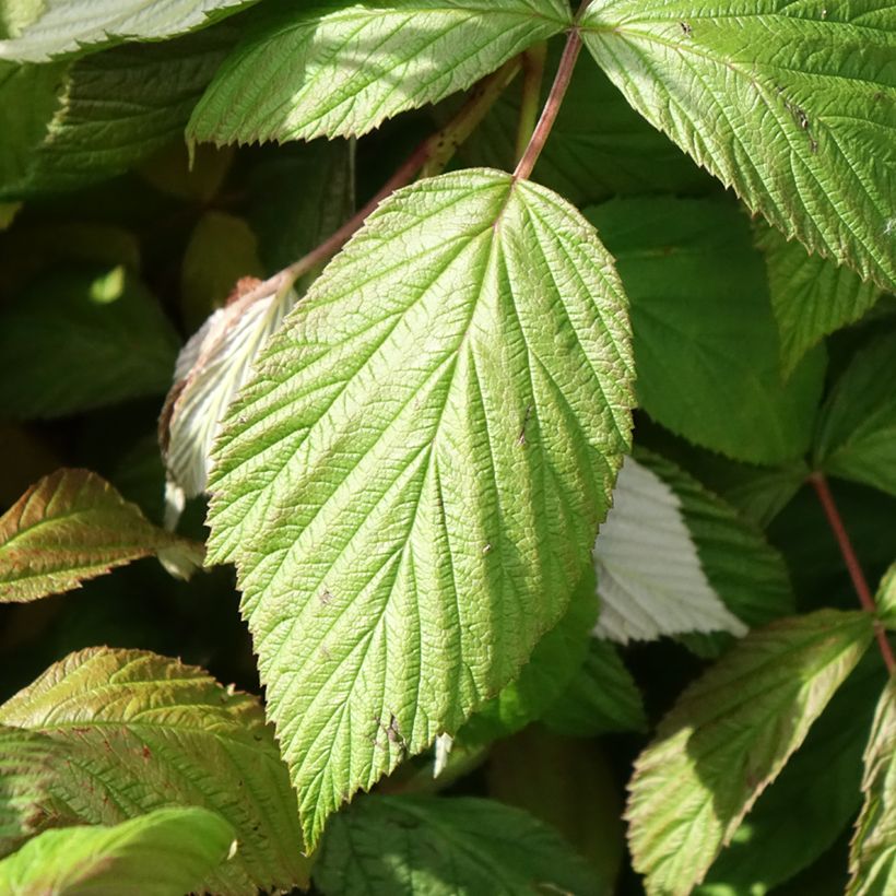 Framboisier remontant September - Rubus idaeus  (Feuillage)