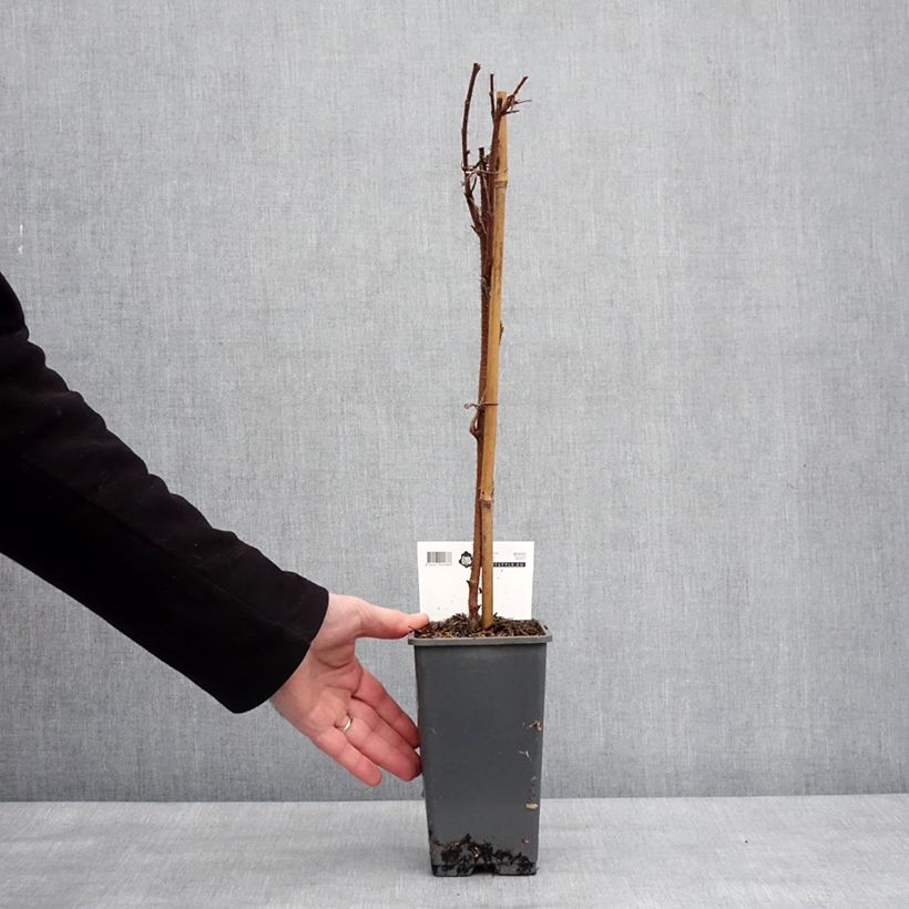 Spécimen de Framboisier remontant Malling Passion - Rubus idaeus (remontant) Pot de 2L/3L tel que livré en hiver