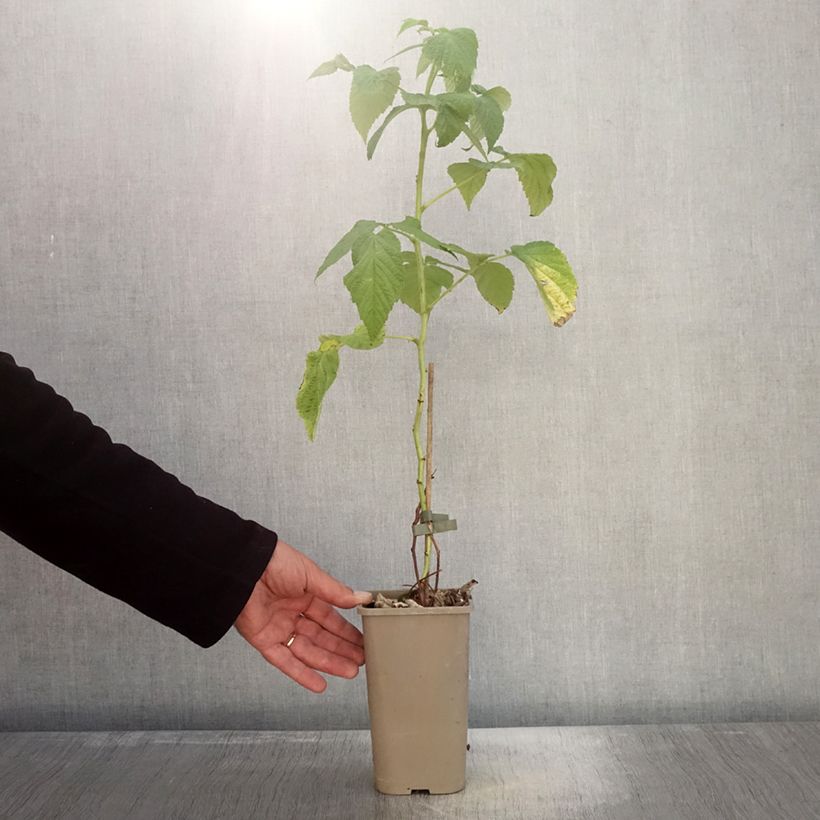 Spécimen de Framboisier Schlaraffia Golddigger - Rubus idaeus Pot de 1,5L/2L, Touffe tel que livré en automne