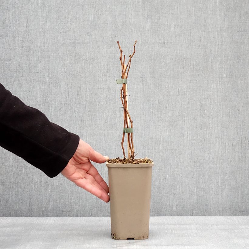 Spécimen de Framboisier Schlaraffia Golddigger - Rubus idaeus Pot de 1,5L/2L, Touffe tel que livré en hiver