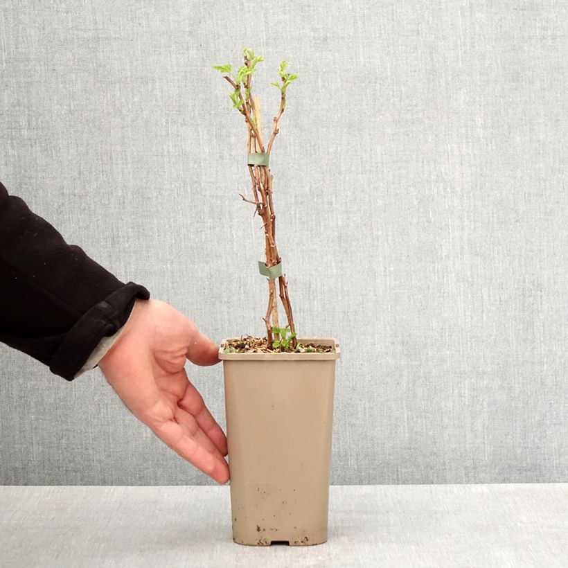 Spécimen de Framboisier Schlaraffia Golddigger - Rubus idaeus Pot de 1,5L/2L, Touffe tel que livré au printemps